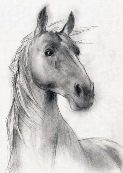 Постер Лошадь (Horse)