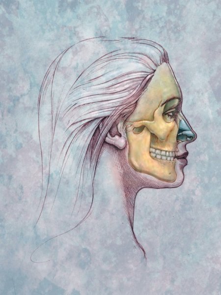Постер Кости черепа (Skull bones)