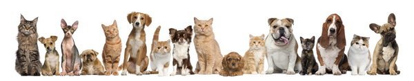 Постер Собаки и кошки (Dogs and cats)