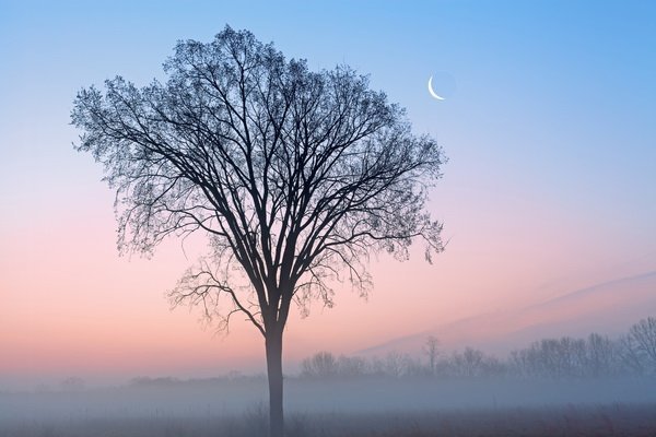 Постер Дерево в тумане (Tree in the fog)