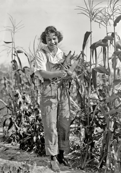Постер Женщина в поле кукурузы (A woman in a field of corn)
