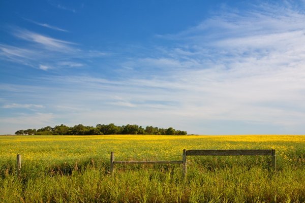 Постер Поле (Field)