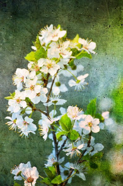 Постер Цветы вишни