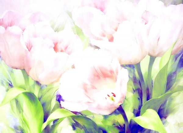 Постер Тюльпаны (Tulips)