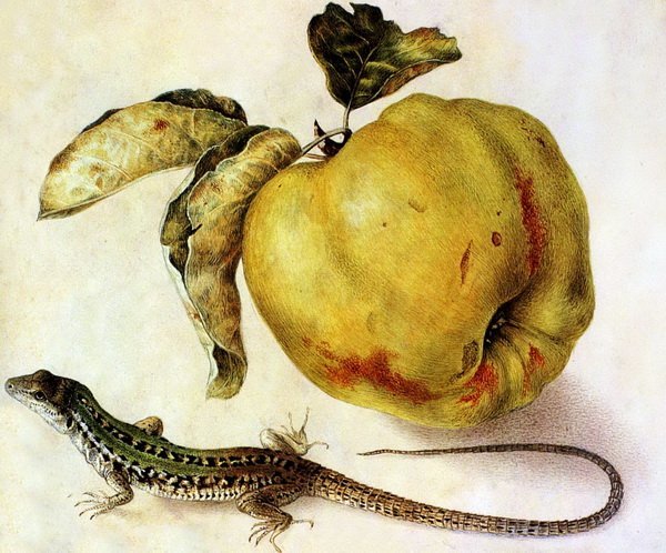 Репродукция картины Яблока и ящерица (Apple and lizard) - Гарцони Джованна