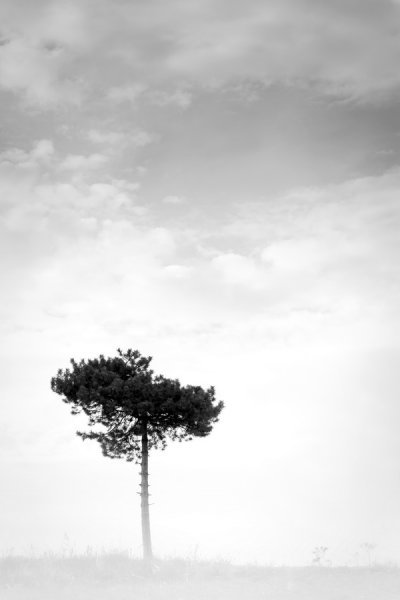 Постер Дерево (Tree)