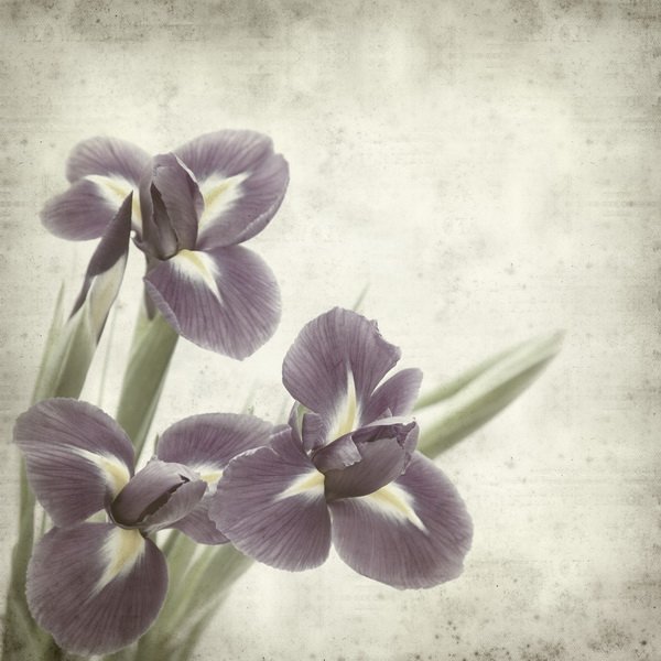 Постер Цветок (Flower)