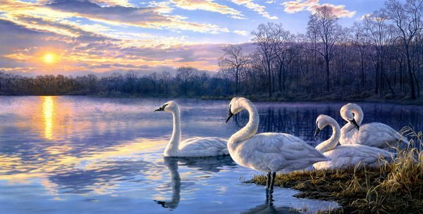 Постер Лебеди (Swans)