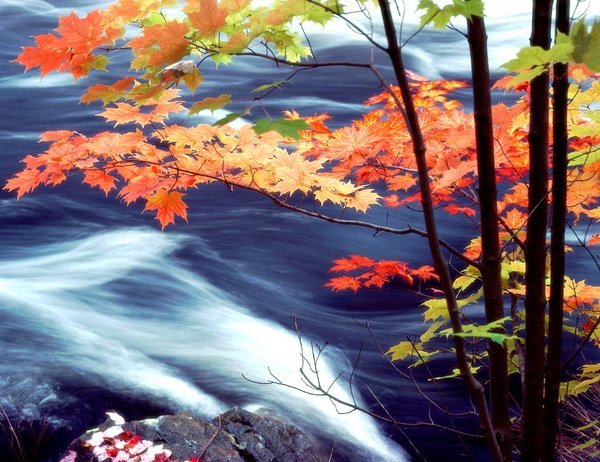 Постер Клен (Maple)