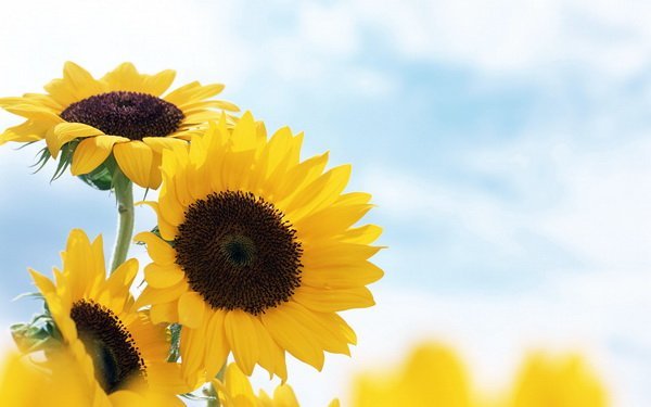 Постер Подсолнух (Sunflower)