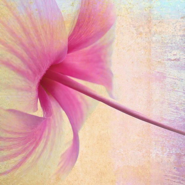 Постер Цветок (Flower)