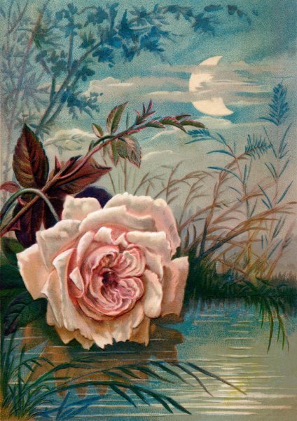 Постер Роза над прудом (Rose above the pond)